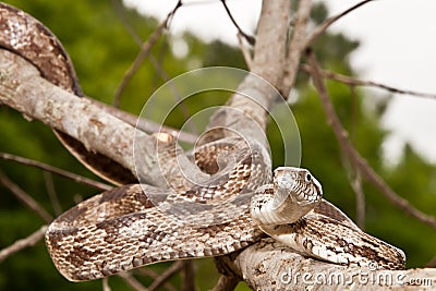 Gray Ratsnake Stock Photo