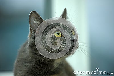 Gray with red cat with green eyes Stock Photo