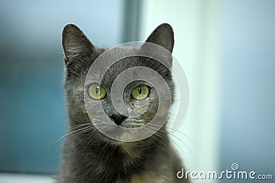 Gray with red cat with green eyes Stock Photo