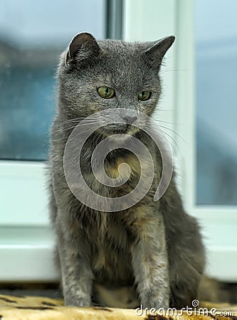 Gray with red cat with green eyes Stock Photo