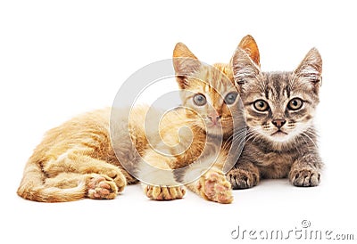 Gray and red cats. Stock Photo