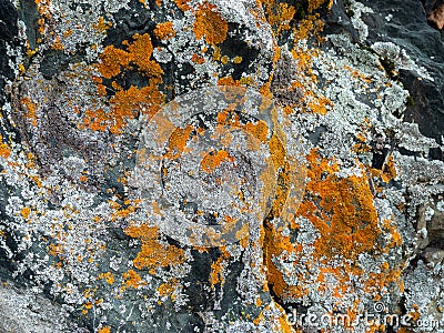 Gray red lichen on the surface of the stone, selective focus. Stock Photo