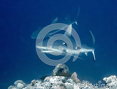 Gray Reef Shark Close up in Blue Ocean Stock Photo