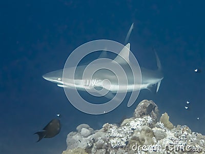 Gray Reef Shark Close Up Profile in Blue Underwater Image Stock Photo