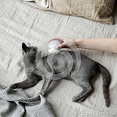 a gray Russian blue cat is combed with a comb that lies on a gray sofa Stock Photo