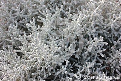 Gray Santolina or Lavender Cotton with silver foliage growing in the autumn garden. Stock Photo