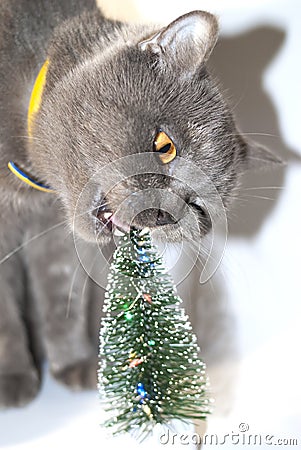 Gray Scottish cat with jerks with a decorative Christmas tree Stock Photo