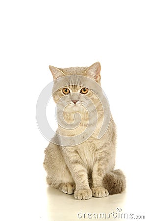 Gray scottish cat on the white Stock Photo