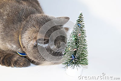 Gray Scottish cat with yellow eyes jerks with a decorative Christmas tree Stock Photo