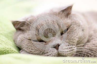 Gray Scottish fold cat dozes on a green plaid, squinting his eyes. Selective focus. Closeup view Stock Photo