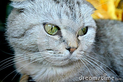 Gray Scottish fold cat, green eyes Stock Photo