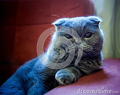 Gray Scottish Fold Stock Photo