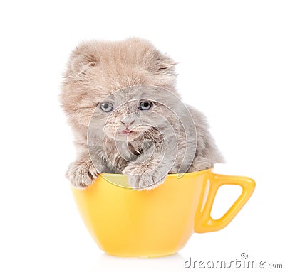 Gray scottish kitten in yellow cup. isolated on white background Stock Photo