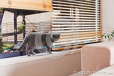 Gray Scottish straight cat on the window Stock Photo