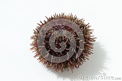 Gray sea urchin Strongylocentrotus intermedius isolated on white background closeup Stock Photo