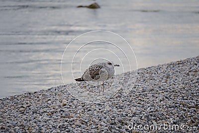 Gray seagull staning on the gravel beach at the town of Rovinj, during calm, silent winter sunset Stock Photo