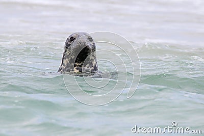 Gray Seal Stock Photo
