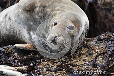 Gray seal mammal north sea Stock Photo