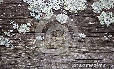 Gray shabby wooden plank surface witn foliose lichen on it Stock Photo