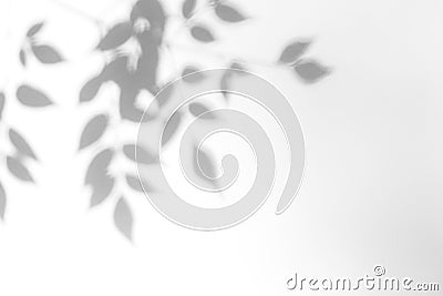 Gray shadow of the leaves on a white wall Stock Photo