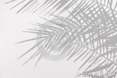 Gray shadow of natural palm leaves on a white concrete textured wall Stock Photo