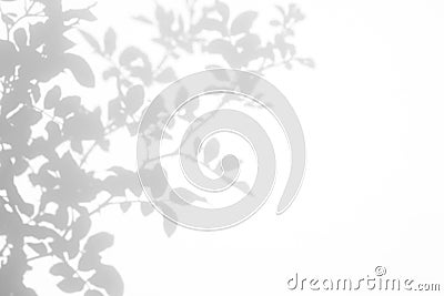 Gray shadow of the wild roses leaves and flowers on a white wall Stock Photo
