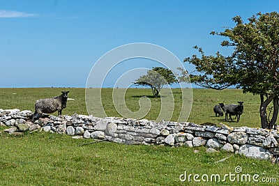 Gray sheep climbing over a stone wall into a green pasture Stock Photo