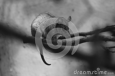 Gray short-tailed opossum Stock Photo