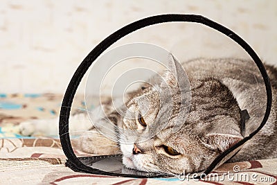 Gray shorthair scottish cat laying in cone collar with sickly look Stock Photo