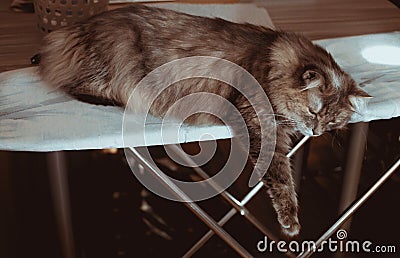 Gray Siberian fluffy cat stretched out and dangling its paw Stock Photo