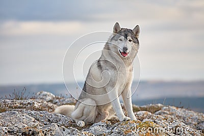 Gray Siberian husky sits on the edge of the rock and looks down. A dog on a natural background. Stock Photo