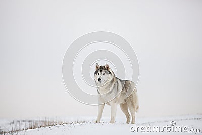 Gray Siberian husky stands in the snow. Stock Photo