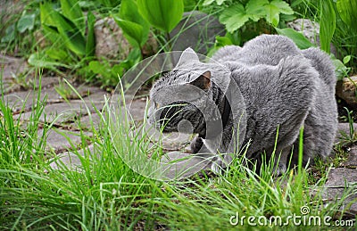gray british shorthair cat hunts in the garden Stock Photo