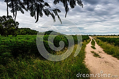 Gray sky clouds on cassava fields Stock Photo
