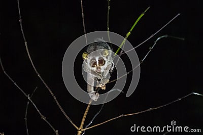 Gray slender loris Loris lydekkerianus Stock Photo