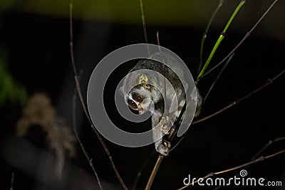 Gray slender loris Loris lydekkerianus Stock Photo