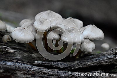 Gray Clustered Bonnet Fungi on Dead Log Stock Photo