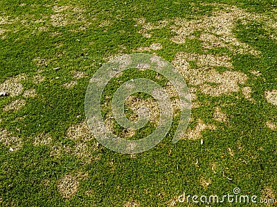 Gray snow mold a common turf fungus also called fusarium patch or Microdochium nivale Stock Photo