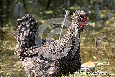 Gray speckled hen with tuft. Domestic bird Stock Photo