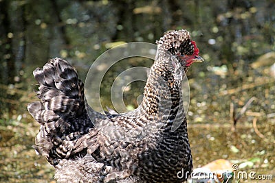 Gray speckled hen with tuft. Domestic bird Stock Photo