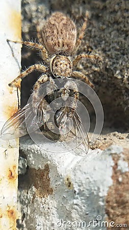Gray spider eating a fly macro view Stock Photo