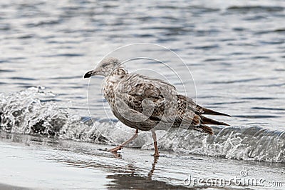 gray spotted gull walking on the beach against water background. Stock Photo