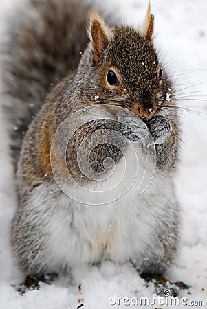 Gray Squirrel Stock Photo