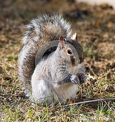 Gray Squirrel Stock Photo