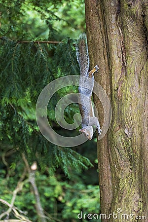 Gray squirrel climbs down tree Stock Photo