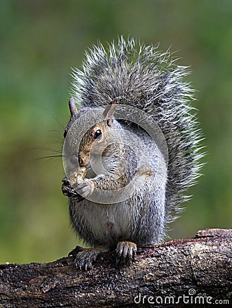 Gray Squirrel Stock Photo