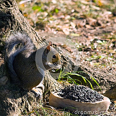 Gray Squirrel Eating Stock Photo