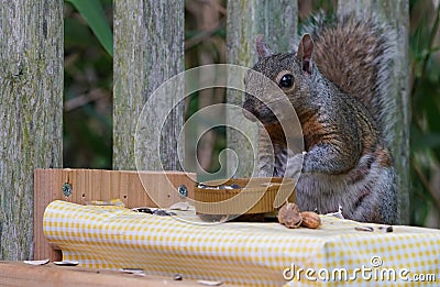 A gray squirrel eating at a backyard wooden picnic table Stock Photo