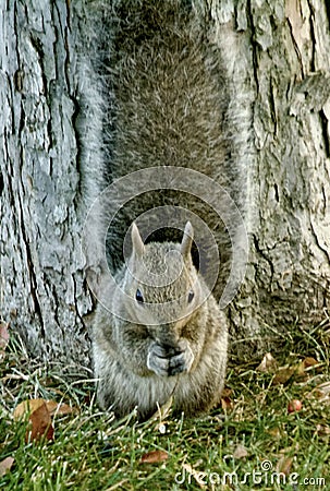 A Big Gray Squirrel Eats A Nut At The Base of a Tree Stock Photo