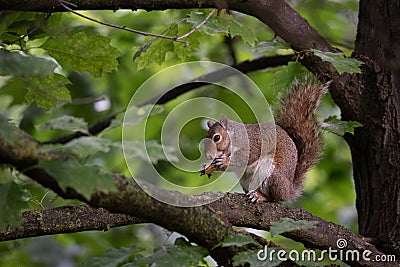 Gray squirrel eats a peanut perched on a tree branch Stock Photo